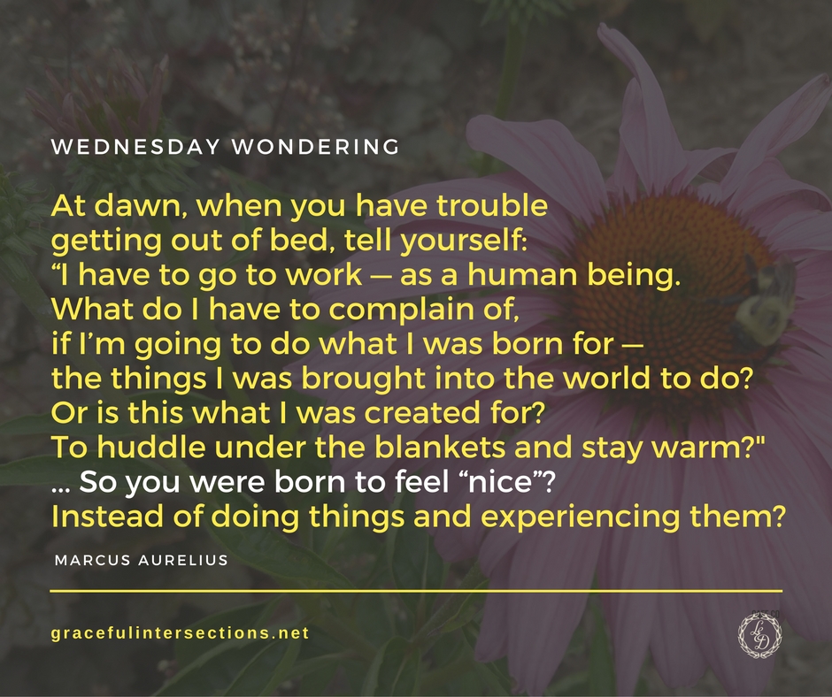 aurelius-born-for-nice-1