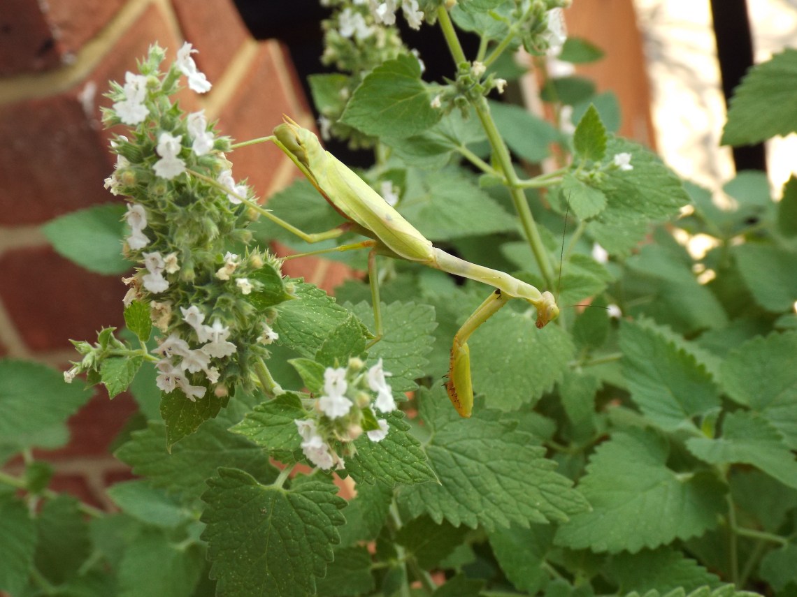 Carolina mantis - Summer 2016